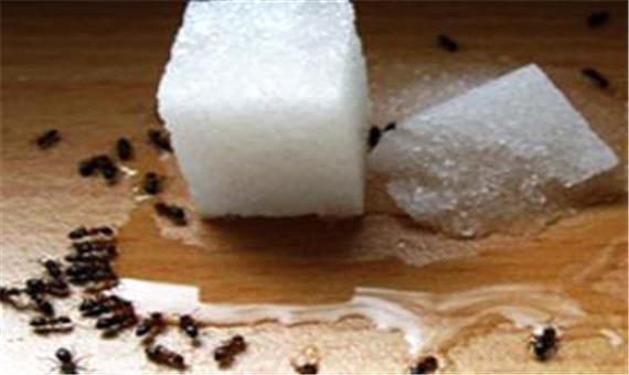 ترفندی برای جلوگیری از حمله مورچه‌ها به قند و شکر