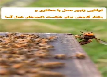 رفتار گروهی زنبورهای عسل برای شکست زنبور غولآسا