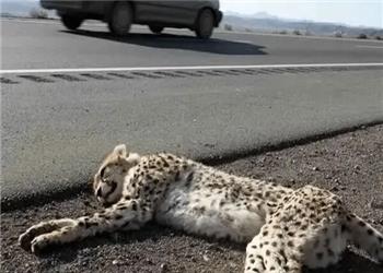 اعتباری 70 میلیاردی برای فنسکشی جاده مرگ یوزها